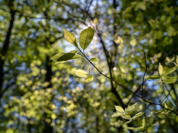 4420-2