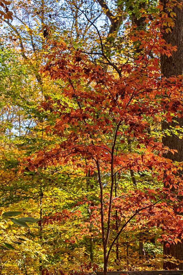5003