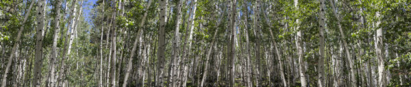5287 Pan