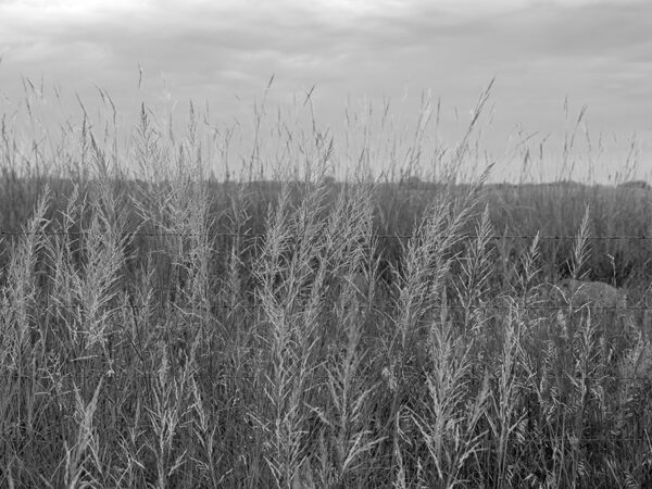 53293-BW