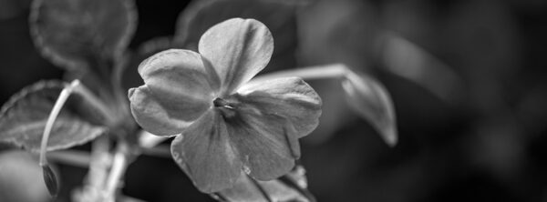 53580-BW