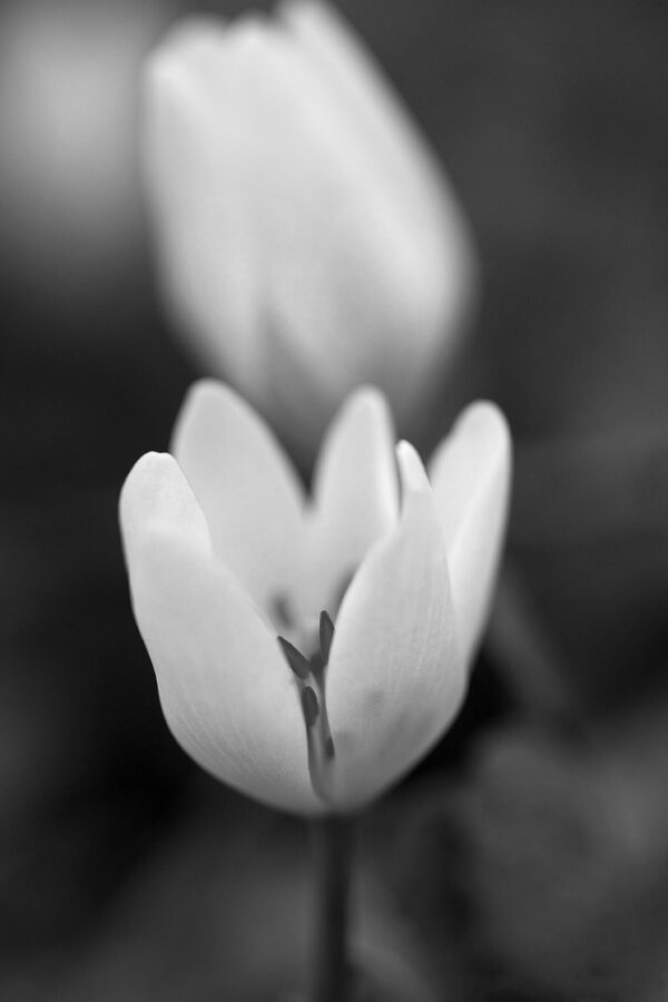 5744-BW