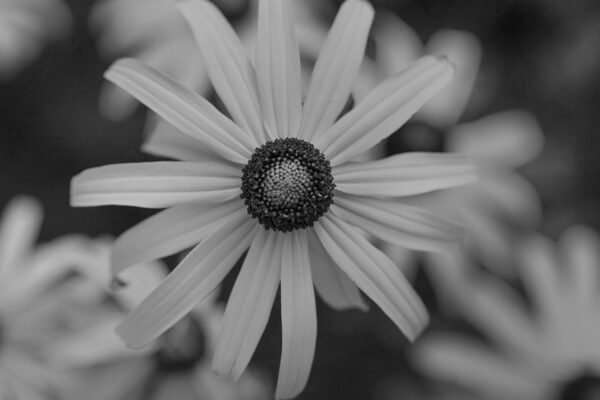 5854-BW