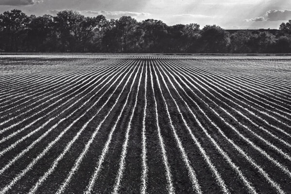 6353-BW