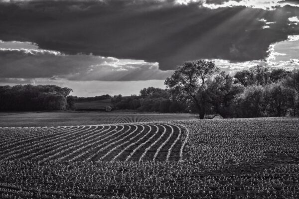 6390-BW