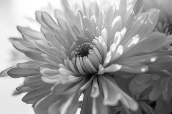 6617-BW
