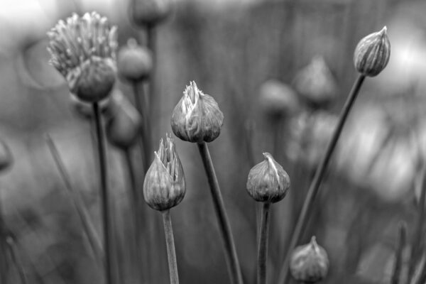6758-BW