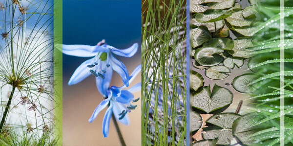 Botanical Slices C5