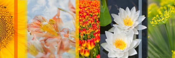 Botanical Slices
