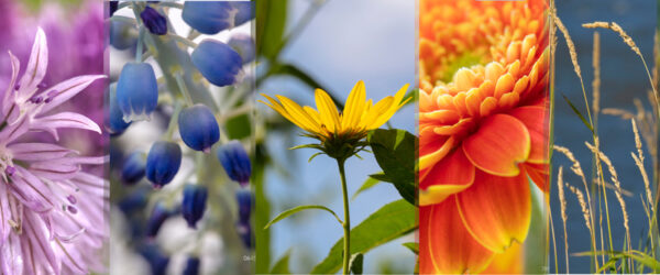 Botanical-Slices1