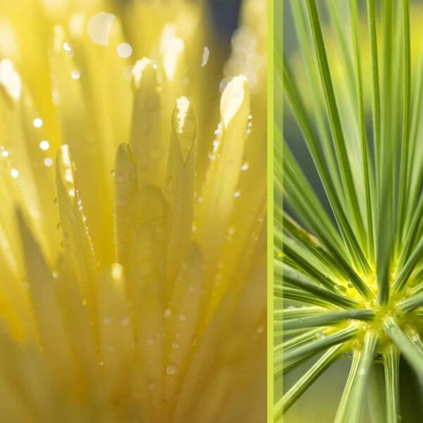 Botanical-Slices11
