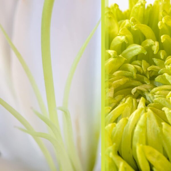 Botanical-Slices12