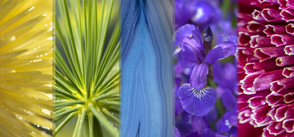 Botanical-Slices13