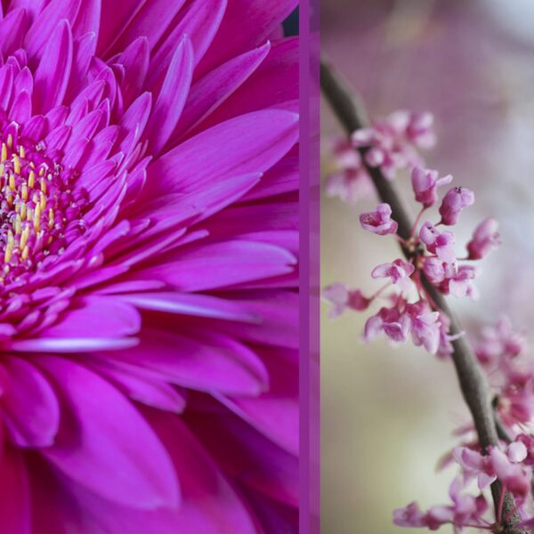 Botanical-Slices14