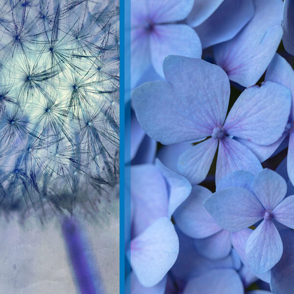 Botanical-Slices15