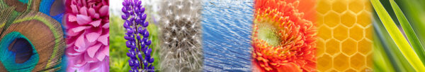 Botanical-Slices18