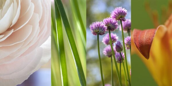 Botanical-Slices19