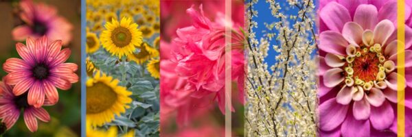 Botanical Slices 2