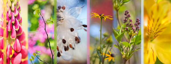 Botanical-Slices20