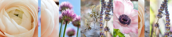 Botanical-Slices21