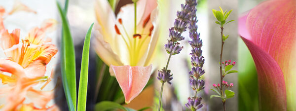 Botanical-Slices22