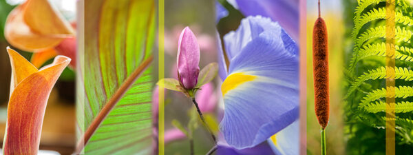 Botanical-Slices23