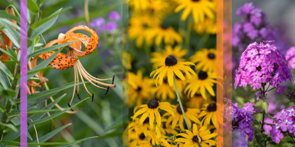 Botanical-Slices24