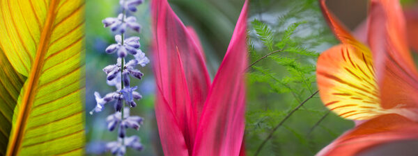 Botanical-Slices27
