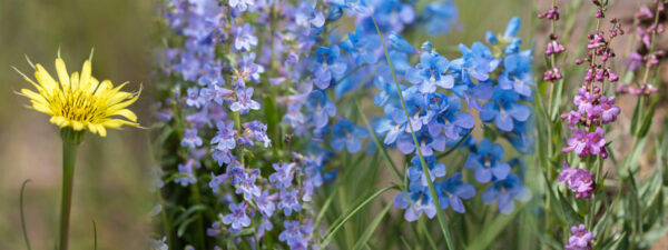 Botanical-Slices28