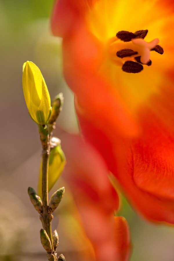 Botanical-Slices29