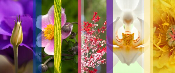 Botanical Slices 3