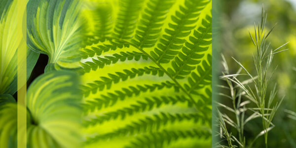 Botanical-Slices32