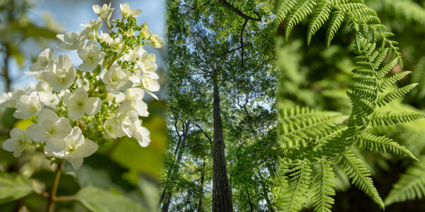 Botanical-Slices33