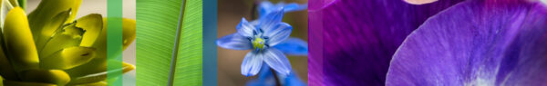 Botanical-Slices38