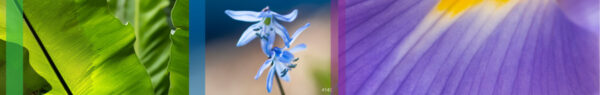 Botanical-Slices39