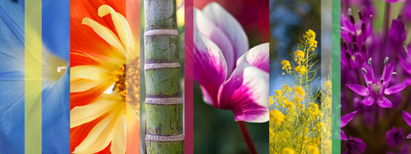Botanical Slices 4