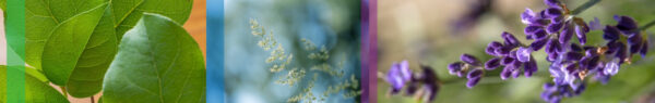 Botanical-Slices40