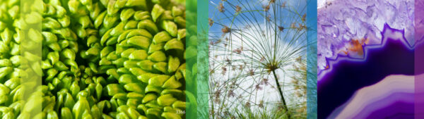 Botanical-Slices41