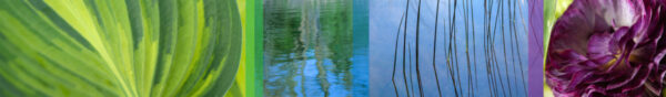 Botanical-Slices47