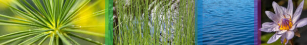 Botanical-Slices48