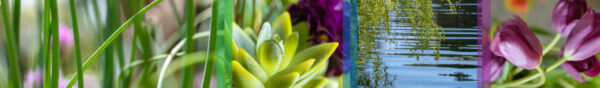 Botanical-Slices51