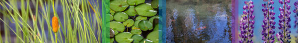 Botanical-Slices53