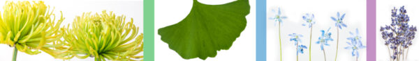 Botanical-Slices56