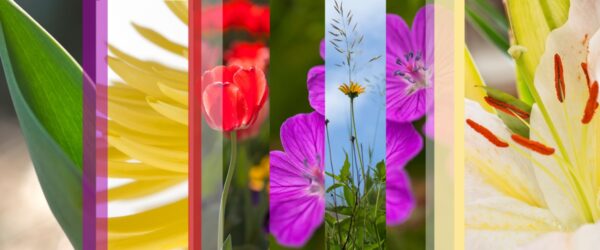 Botanical Slices 6