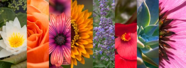 Botanicals Slices 8