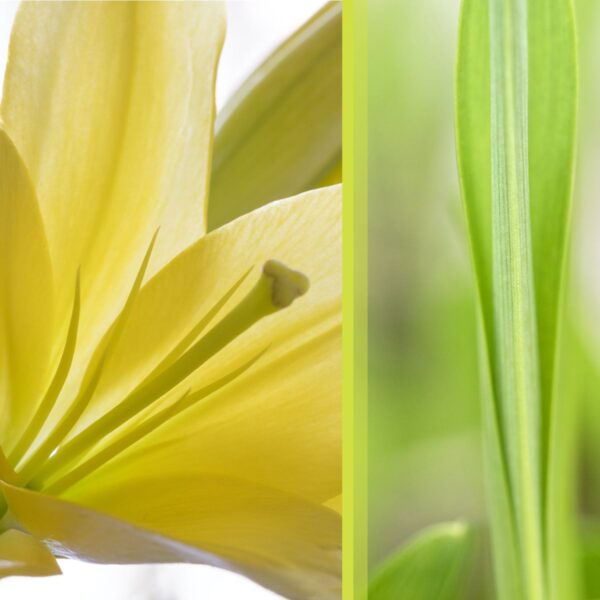 Botanical-Slices9