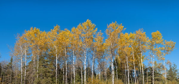 Fall Birch Trees Pan-1