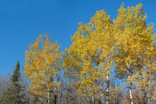 Fall Birch Trees Pan-3