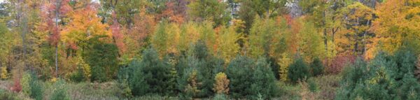 Fall Forest Pan