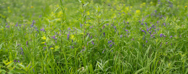 Flower Pan-2